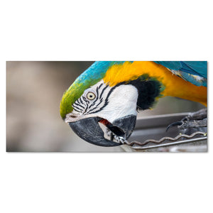 Macaw Parrot Premium Canvas Wall Painting