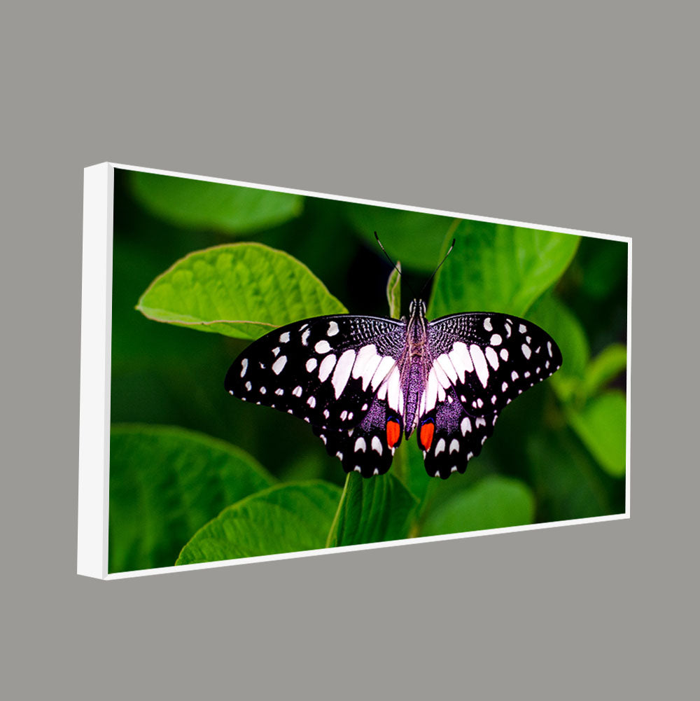 A Beautiful Butterfly on Leaf Premium Canvas Wall Painting