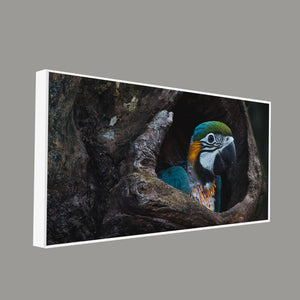 Canvas Wall Painting of Mascaw Parrot in Tree Hole