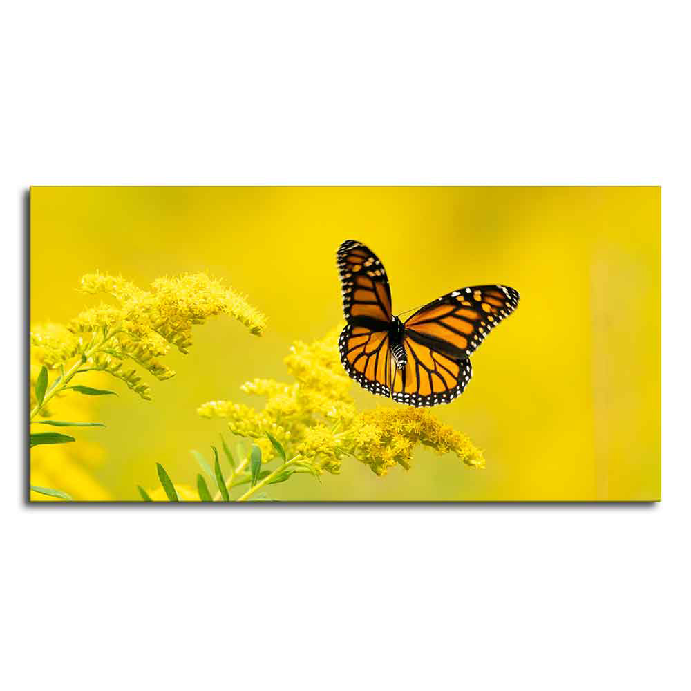 Premium Canvas Wall Painting of Monarch Butterfly on Yellow Flower