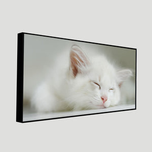 White Kitten Sleeping Canvas Wall Painting